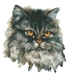 Tanya's Comprehensive Guide to Feline Chronic Kidney Disease